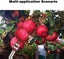 Fruit Picker Tool Carousel 7