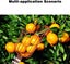 Fruit Picker Tool Carousel 9