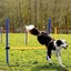 Dog Agility Training Exercise Equipment Set Carousel 14