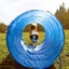 Dog Agility Training Exercise Equipment Set Carousel 15