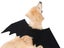 Pet Halloween Costume Bat Wings Black Bat Wings for Cat Dog Puppy XL Carousel 5