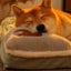Removable And Washable Non-Slip Bottom Comfortable Pet Mattress Carousel 17