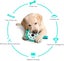 Dog Chew Toys,Dog Interactive Toys Carousel 4