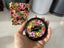 MAC Oh My, Passion! Pearlmatte Face Powder blush - Limited Edition - NEW Carousel 3