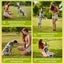 Interactive Flirt Toy Pole Dog Cat Play Wand Retractable Agility Training Stick Carousel 3
