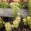Crassula Perforata Variegata Carousel 3