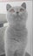 BRITISH SHORTHAIR KITTENS Carousel 2