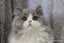 BRITISH SHORTHAIR KITTENS Carousel 6
