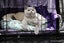 BRITISH SHORTHAIR KITTENS Carousel 1