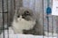 BRITISH SHORTHAIR KITTENS Carousel 7