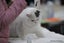 BRITISH SHORTHAIR KITTENS Carousel 8