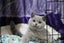 BRITISH SHORTHAIR KITTENS Carousel 13