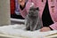 BRITISH SHORTHAIR KITTENS Carousel 14