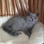 BRITISH SHORTHAIR KITTENS Carousel 15