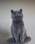 BRITISH SHORTHAIR KITTENS Carousel 16