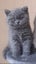 BRITISH SHORTHAIR KITTENS Carousel 17