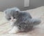 BRITISH SHORTHAIR KITTENS Carousel 3