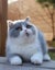 BRITISH SHORTHAIR KITTENS Carousel 18