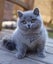 BRITISH SHORTHAIR KITTENS Carousel 19