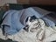 Pound Paws Rescue - Spot, Collie mix, Christchurch Carousel 7