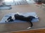 Pound Paws Rescue - Spot, Collie mix, Christchurch Carousel 6
