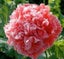 Papaver Poppy "PEONY SALMON" seed x 30 ~ New, Borders, Pots, Cut + Dried Flowers Carousel 3