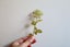 Brass book mark love rose great little gift for readers Carousel 1