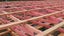 PINE CEILING STRAPPING - H1.2 - 65 x 35mm - 259m - TS7015 Carousel 6