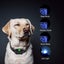 800m Remote Dog Training Collar Carousel 4