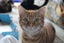 Brave Paws Cat Rescue - Cats - Buddy & Chesterr Carousel 4