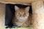 Brave Paws Cat Rescue - Cats - Buddy & Chesterr Carousel 14