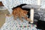 Brave Paws Cat Rescue - Cats - Buddy & Chesterr Carousel 15