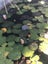 Water Lily - Multiple available Carousel 3