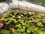Water Lily - Multiple available Carousel 4