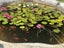 Water Lily - Multiple available Carousel 5