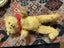 1950s (or earlier?) Very old jointed Teddy bear . Delightful Teddy! Carousel 3