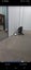 LOST Tabby & White Cat missing since 26th AUG 2024 Carousel 5