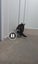 LOST Tabby & White Cat missing since 26th AUG 2024 Carousel 4