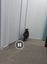 LOST Tabby & White Cat missing since 26th AUG 2024 Carousel 6