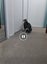 LOST Tabby & White Cat missing since 26th AUG 2024 Carousel 9