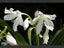 Crinum lily - palest pink - 3 bulbs Carousel 1