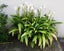 Crinum lily - palest pink - 3 bulbs Carousel 2