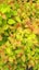 Spiraea Magic Carpet Carousel 1