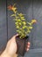 Spiraea Magic Carpet Carousel 2