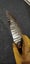 'Fish Head' 25cmRARE Clay Tempered Outdoor Survival Camping Knife Dagger Hunting Carousel 8
