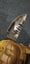 'Fish Head' 25cmRARE Clay Tempered Outdoor Survival Camping Knife Dagger Hunting Carousel 15