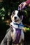 Brooks - Rescue Dog - CDRRNZ Carousel 3