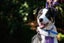 Brooks - Rescue Dog - CDRRNZ Carousel 1
