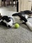 Brooks - Rescue Dog - CDRRNZ Carousel 5