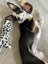 Brooks - Rescue Dog - CDRRNZ Carousel 6